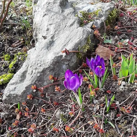 Apartamento Haus Stefanie Elvire *