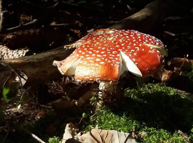 Apartament Haus Stefanie Elvire