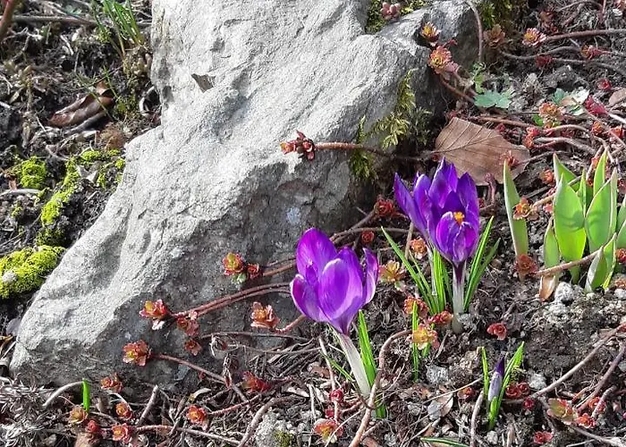 Apartament Haus Stefanie Elvire *