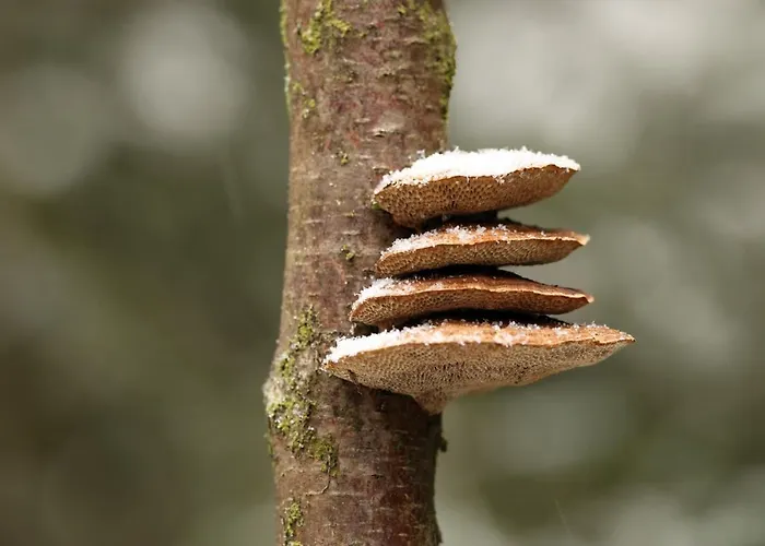 Haus Stefanie Elvire Apartament